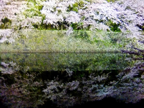 彦根城夜桜