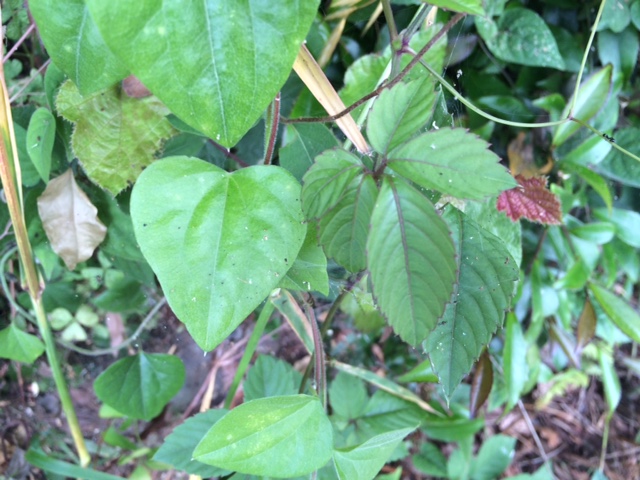 image1.JPG