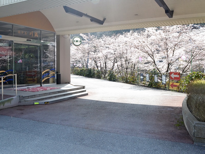 2015年 桜