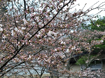 2016 桜 1