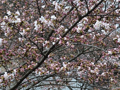 2016 桜 2