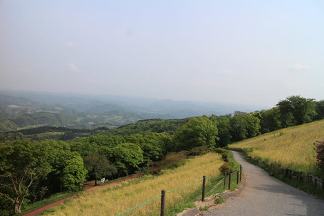 マザー牧場の風景