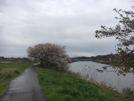 葉桜