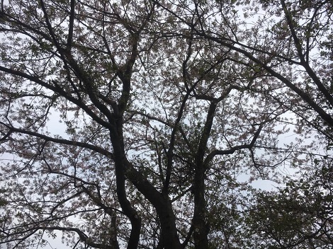 葉桜