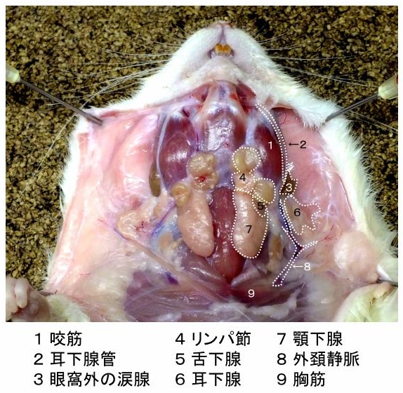 ラット解剖写真 臨病ヨネザワhp 自由と独立 と解散