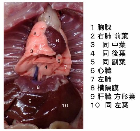 ラット解剖写真 臨病ヨネザワhp 自由と独立 と解散