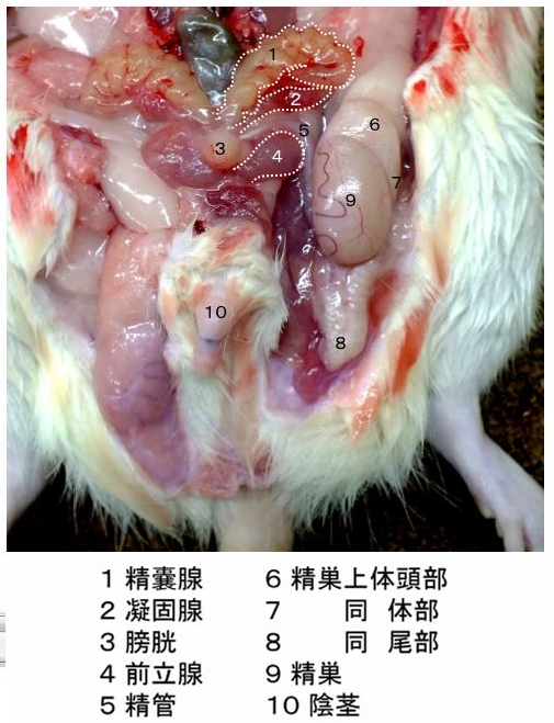 ラット解剖写真 臨病ヨネザワhp 自由と独立 と解散