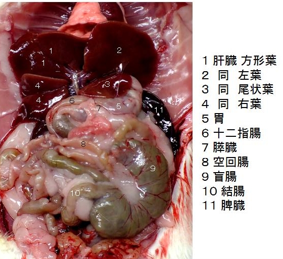 ラット解剖写真 臨病ヨネザワhp 自由と独立 と解散