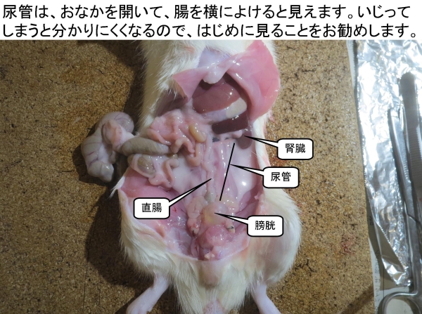 ラットの解剖写真 臨病ヨネザワhp 自由と独立 と解散