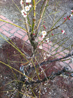 綺麗な梅の花