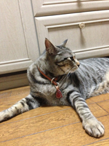 よもぎちゃん