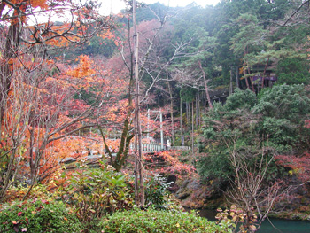 秋川を囲む紅葉_澤乃井