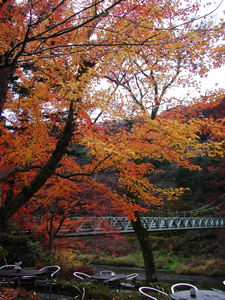 紅葉とつり橋_澤乃井