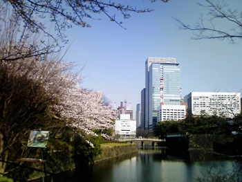 お濠を囲む桜スポット