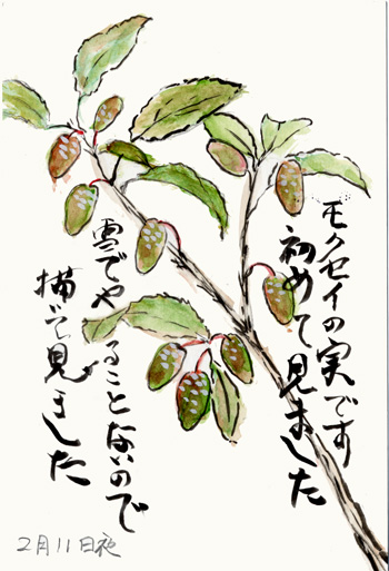 モクセイの実 母からの絵手紙