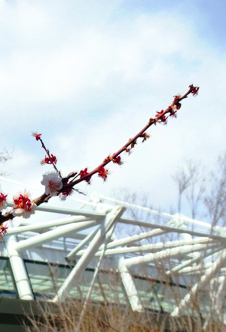 味スタの青空に咲く梅の花