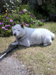 りり