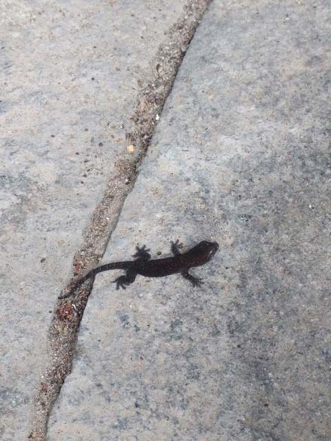 ちょっと珍しい色：ヤモリ | heepee