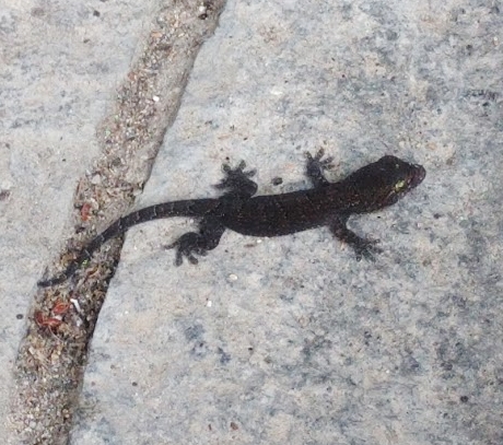 ちょっと珍しい色：ヤモリ | heepee