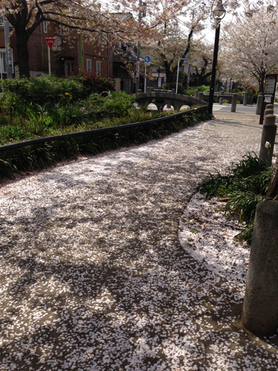 桜2015、花筏、下北沢緑道、葉桜