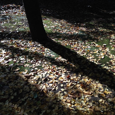 世田谷公園、紅葉、落ち葉、秋