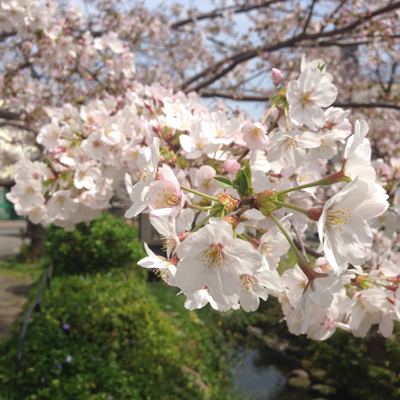 下北沢、ナンセンス下北沢、北沢緑道、桜、花見