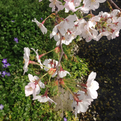 下北沢、ナンセンス下北沢、北沢緑道、桜、花見