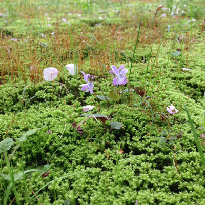 三渓園、苔、桜、日本庭園、2016春、池