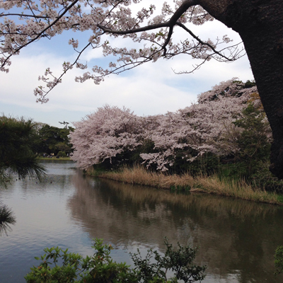 三渓園、苔、桜、日本庭園、2016春、池