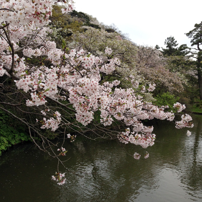 三渓園、苔、桜、日本庭園、2016春、池