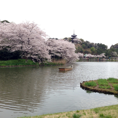三渓園、苔、桜、日本庭園、2016春、池