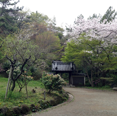 三渓園、苔、桜、日本庭園、2016春、池