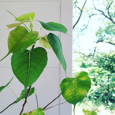 夏の終わり、菩提樹の芽吹き