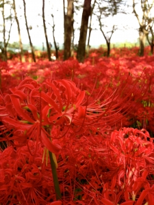 巾着田2012