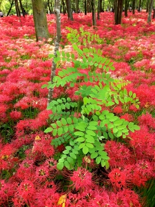 巾着田2012