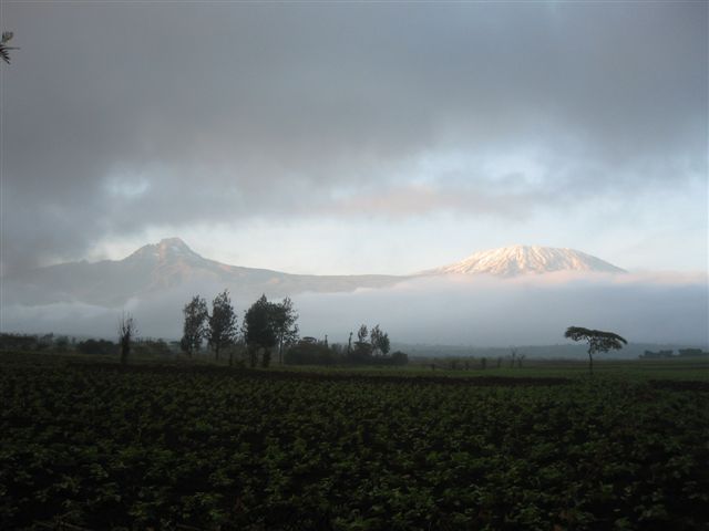 kilimanjaro