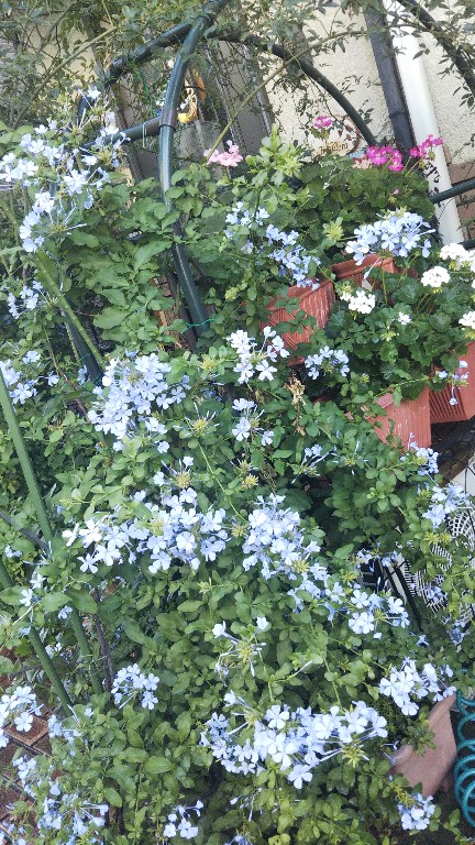 IMG_20190625_084335.jpg