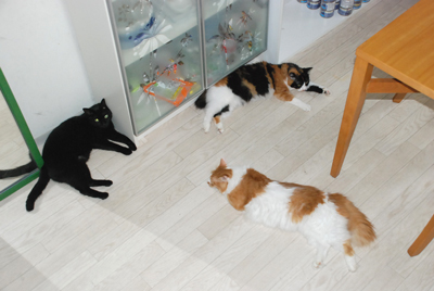 バテ猫