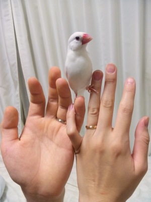 てをとりあって