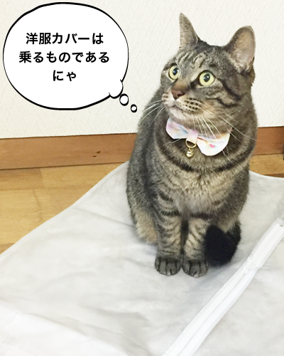 ちま猫通信