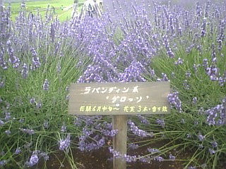 6_ºë¶Ì¸©¾Ô³÷Ä®¥é¥Ù¥ó¥À¡¼.jpg