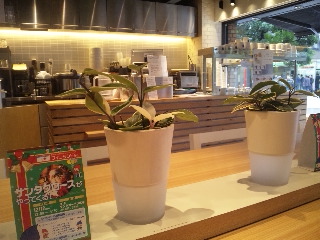 Soup Stock Tokyo ¤ªÃã¤Î¿å¡ÖŹÆâ¡×