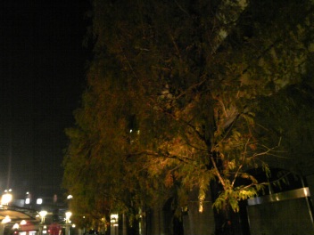 DVC00012.jpg