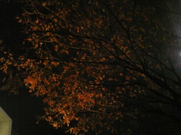DVC00015.jpg