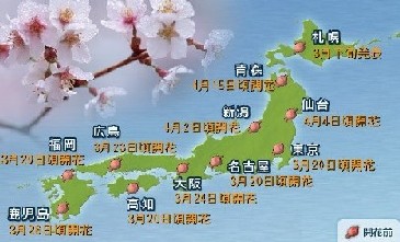 07ǯ¤µ¤¯¤é¡¢ºù¡¢¥µ¥¯¥é³«²Ö¡¢²Ö¸«¾ðÊó