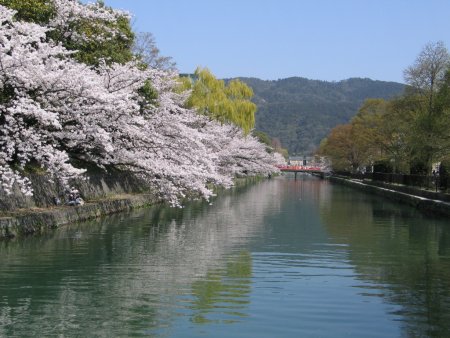滋賀の琵琶湖から京都に水を運ぶための水路。第3代京都府知事北垣国道によって計画され、工学士の田邊朔朗が設計、工事を行いました。明治18年(1885)に着工、同23年(1890)に第一疏水が竣工。完成当初は水力発電としても利用され、日本初の電車の開業にも貢献するなど、京都の活性化につながる一大事業となりました。現在も疏水は水道用水をはじめ、発電や防火などに利用され、京都市民の貴重な水源となっています。疏水沿いには桜が植えられており、桜の時期になると多くの人が散策に訪れます。水上からの花見を楽しめる十石舟も運行されます。