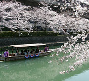 岡崎の疏水を運行する舟に乗って、水上からのお花見はいかが。往復3キロのコースには、水面ギリギリまで枝を垂れた桜回廊が続きます。ロマンチックなさくら旅なら、これで決まり!人気の舟なので、お早い時間がおすすめですよ。