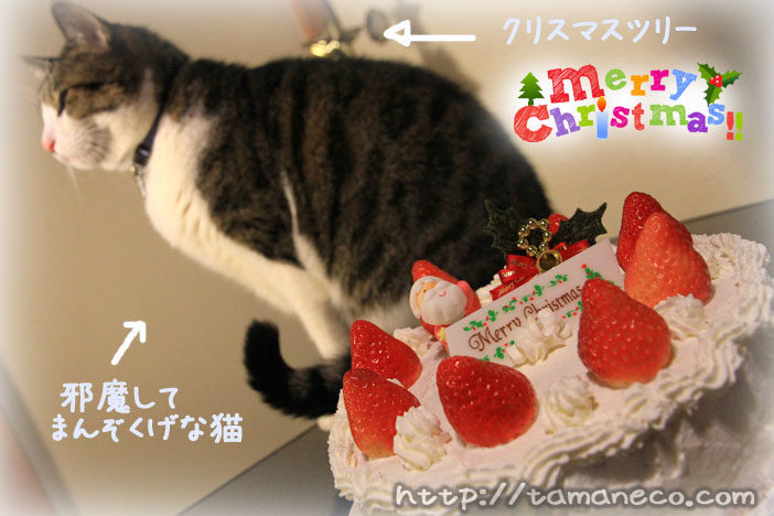 クリスマスケーキと猫