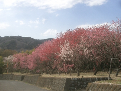 花桃