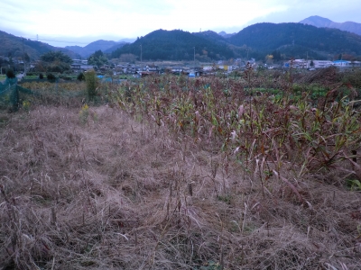 雑穀